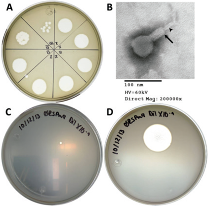 Placas de lisis y morfolog&iacute;a microsc&oacute;pica del bacteri&oacute;fago ΦRSP. A) Resultado de la prueba de detecci&oacute;n de fagos en la muestra de agua analizada. Cada divisi&oacute;n corresponde a una diluci&oacute;n decimal I: 10-1, II: 10-2, III: 10-3, etc. En la diluci&oacute;n 10-8 (divisi&oacute;n VIII) se detectan 10 placas individuales. B) Imagen de la part&iacute;cula f&aacute;gica obtenida por microscop&iacute;a electr&oacute;nica de transmisi&oacute;n. C) y D) Misma placa de lisis a las 24 h y dos semanas de incubaci&oacute;n, respectivamente. 