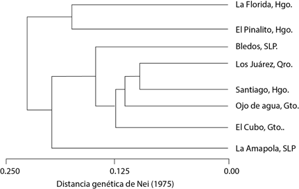 Dendrograma generado con base en la distancia gen&eacute;tica de Nei (1975), mediante el m&eacute;todo UPGMA para ocho poblaciones de Pinus cembroides de la regi&oacute;n central de M&eacute;xico.