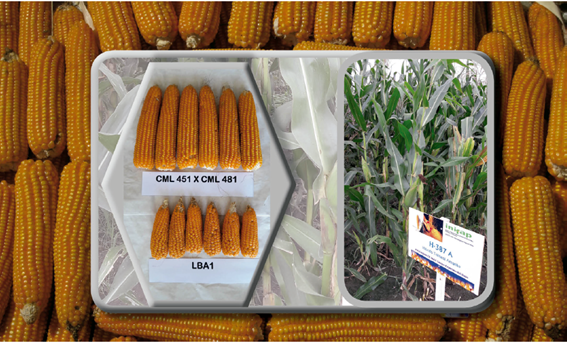 Mazorcas del ma&iacute;z h&iacute;brido H 387 A y de sus progenitores.