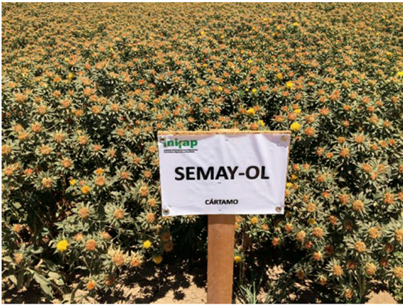 Aspecto general de las plantas de la variedad de c&aacute;rtamo SEMAY OL en campo.