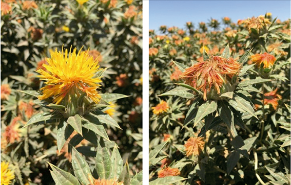 Aspecto de los cap&iacute;tulos frecos (A) y secos (B) de la variedad de c&aacute;rtamo SEMAY OL