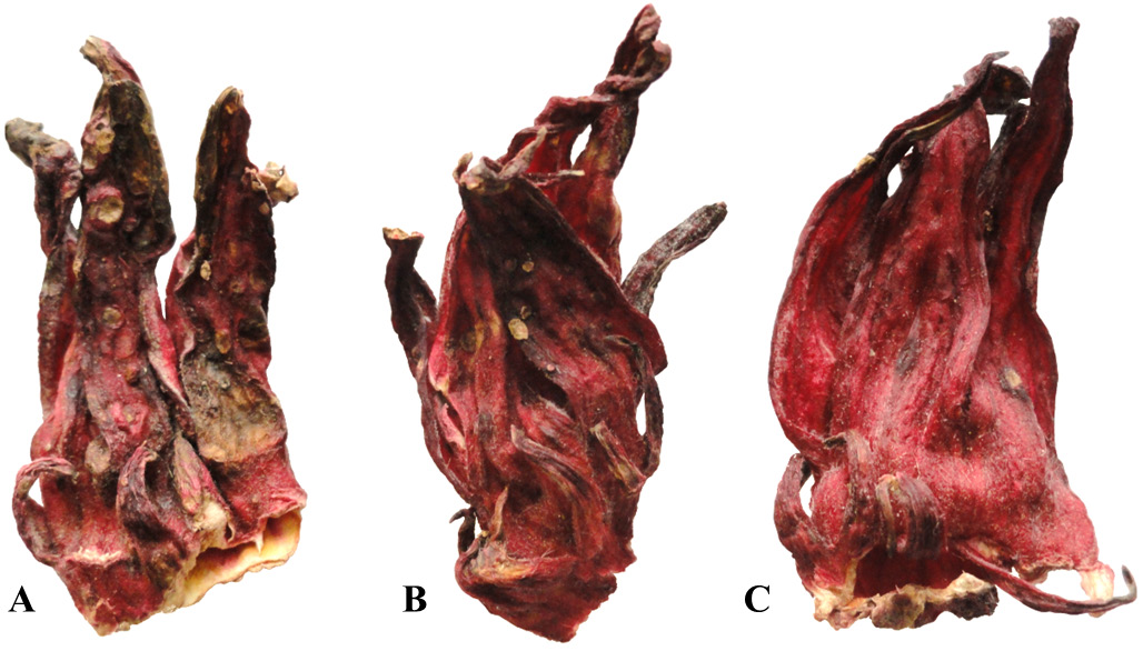 Calidad comercial de c&aacute;lices de jamaica nacional A) Comercial B) Suprema C) Extra, colectados en Ayutla y Las Mesas, diciembre de 2012-mayo de 2013.