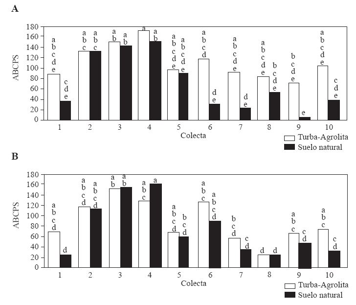 Área bajo la curva del progreso de la severidad de la marchitez de diferentes colectas de chile de árbol (Capsicum annuum) inoculadas con una cepa de Phytophthora capsici aislada de chile de árbol en suelo de la vega de Metztitlán, Hidalgo (VMH). Plantas cultivadas en turba-agrolita estéril, 1:1 y plantas cultivadas en suelo no tratado colectado en la VMH. Experimento 1(A) y 2 (B). Los números en el eje X indican el cultivar: 1) CP 1305, 2) CP Compuesto Nayarit, 3) CP Compuesto Puebla 1, 4) CP Compuesto Puebla 2, 5) CP Compuesto Jalisco 1, 6) CP Compuesto Jalisco 2, 7) CP 1306, 8) CP 1261, 9) CP 1264, 10) CP 1265. Cada valor es el promedio de cuatro repeticiones. Medias con la misma letra son estadísticamente iguales (Tukey α = 0.05).