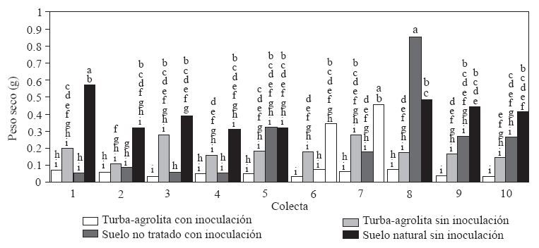 Experimento 2. Peso seco de la parte aérea de diferentes colectas de chile de árbol (Capsicum annuum) cultivadas en turba-agrolita, 1:1 y en suelo de la Vega Metztitlán, Hidalgo (VMH), con y sin inoculación con Phytophthora capsici, aislada de plantas de chile de árbol de la VMH. Los números en el eje X indican las colectas: 1) CP 1305, 2) CP Compuesto Nayarit, 3) CP Compuesto Puebla 1, 4) CP Compuesto Puebla 2, 5) CP Compuesto Jalisco 1, 6) CP Compuesto Jalisco 2, 7) CP 1306, 8) CP 1261, 9) CP 1264, 10) CP 1265. Promedios de cuatro repeticiones. Medias con la misma letra son estadísticamente iguales (Tukey α = 0.05).