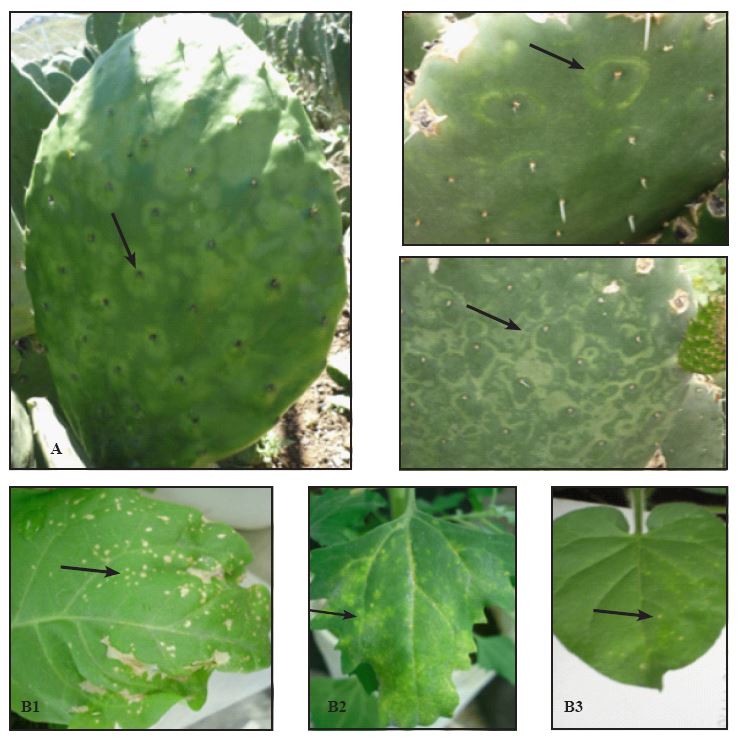 Cladodios de nopal verdura en campo con manchas anulares clor&oacute;ticas alrededor de las aereolas o entre ellas (A). S&iacute;ntomas en plantas indicadoras inoculadas con la savia de cladodios de nopal verdura con manchas anulares clor&oacute;ticas (B). Lesiones locales necr&oacute;ticas en Nicotiana tabacum  var. Xanthi (B1). Lesiones locales clor&oacute;ticas en Chenopodium quinoa (B2). Lesiones locales clor&oacute;ticas en N. benthamiana (B3).