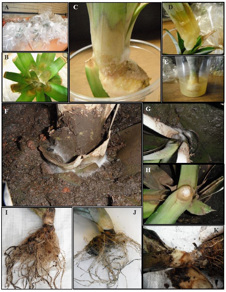 S&iacute;ntomas y signos de la pudrici&oacute;n del cogollo de la pi&ntilde;a. A) Pruebas in vitro de la pudrici&oacute;n del cogollo de la pi&ntilde;a. B) Signos y s&iacute;ntomas en coronas inoculadas. C) Pudrici&oacute;n del cogollo. D) Hoja de corona con pudrici&oacute;n. E) Corona de pi&ntilde;a 9 ddi. F) Signos del oomiceto en plantas inoculadas. G) Signos y s&iacute;ntomas en plantas inoculadas en invernadero. H) Cogollo podrido de la planta de pi&ntilde;a. I) Cogollo y ra&iacute;z de planta testigo de prueba in vivo. J) Cogollo y ra&iacute;z de planta inoculada. K) Planta de pi&ntilde;a 16 ddi.