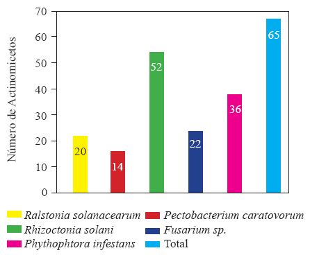 Actividad de antagonismo de actinomicetos del compost frente a 5 pat&oacute;genos de papa.