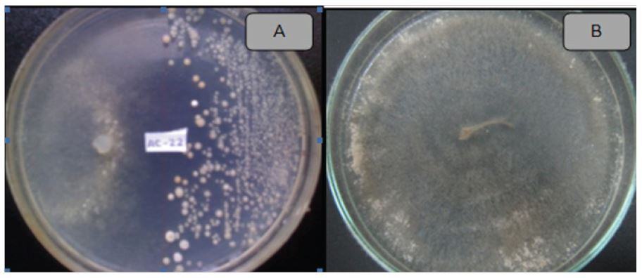 Actividad antif&uacute;ngica del actinomiceto ACZI-22 frente a Rhizoctonia solani (A), control (B).