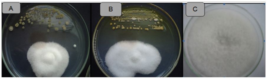 Actividad antagonista de actinomicetos frente a Fusarium  sp. Cepa ACZIII-84 (A), cepa ACZIII-88 (B), control (C).