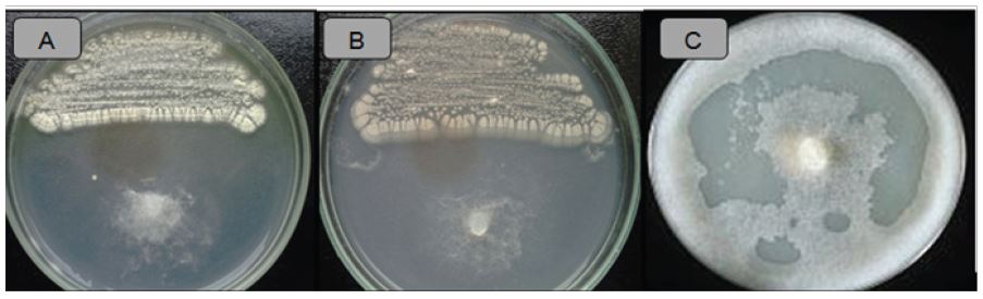 Actividad antagonista de actinomicetos frente a Phytophthora infestans.  Cepa ACZIII-88 (A), cepa AACI-5 (B), control (C).