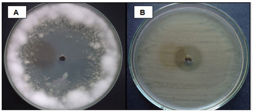 Actividad inhibitoria del extracto obtenido con Acetato de Etilo a partir de la cepa ACZIII-88 frente a Fusarium sp, (A) y de la cepa ACZII-35 frente a Pectobacterium carotovorum  (B).