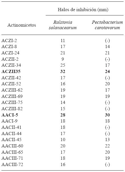 Tama&ntilde;o de los halos de inhibici&oacute;n originados por actinomicetos aislados de compost frente a bacterias pat&oacute;genas de Solanum tuberosum.