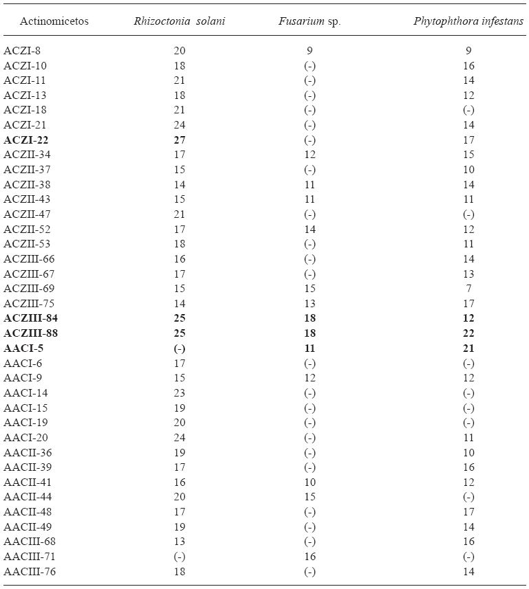 Cepas de actinomicetos del compost seleccionados por su mayor actividad antagonista a hongos fitopat&oacute;genos de Solanum tuberosum (zona de inhibici&oacute;n en mm).