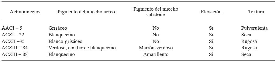 Caracter&iacute;sticas fenot&iacute;picas de actinomicetos seleccionados por su mayor actividad inhibitoria de fitopat&oacute;genos de Solanum tuberosum.