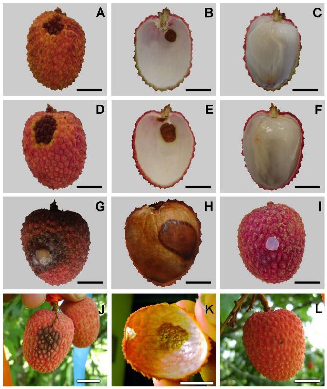 Frutos de litchi (Litchi chinensis Soon) con s&iacute;ntomas de antracnosis. Cultivar Brewster: A) S&iacute;ntoma externo en pericarpio, B) Arilo asintom&aacute;tico, C) S&iacute;ntoma interno de pericarpio. Cultivar Mauritius: D) S&iacute;ntoma externo en pericarpio, E) Arilo asintom&aacute;tico F) S&iacute;ntoma interno de pericarpio. Patogenicidad de C. gloeosporioides en frutos de litchi en laboratorio: G) Frutos de control, H) S&iacute;ntoma externo de pericarpio, I) S&iacute;ntoma interno de pericarpio. Patogenicidad en frutos de litchi Mauritius en campo: J) Frutos control, K) S&iacute;ntoma externo de pericarpio, L) S&iacute;ntoma interno de pericarpio. Bar = 1 cm.