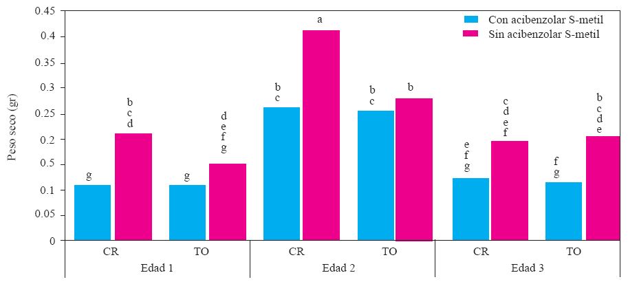 Experimento 1. Efecto de interacci&oacute;n Edad de la planta X Genotipo X Inductor de Resistencia sobre el peso seco de la parte a&eacute;rea de plantas de chile (Capsicum annuum L.) cultivadas en suelo no esterilizado de la Vega de Metztitl&aacute;n Hidalgo (VMH). Promedios de 30 repeticiones. Las medias con la misma letra son estad&iacute;sticamente iguales (Tukey α = 0.5). Edad 1, 2 y 3 = trasplante a 45, 30 y 15 d&iacute;as despu&eacute;s de la siembra. CR = cv Camino Real (Harris Moran). TO = cv criollo de Tetela de Ocampo, Puebla. CI = con acibenzolar S-metil. SI = sin inductor de resistencia.