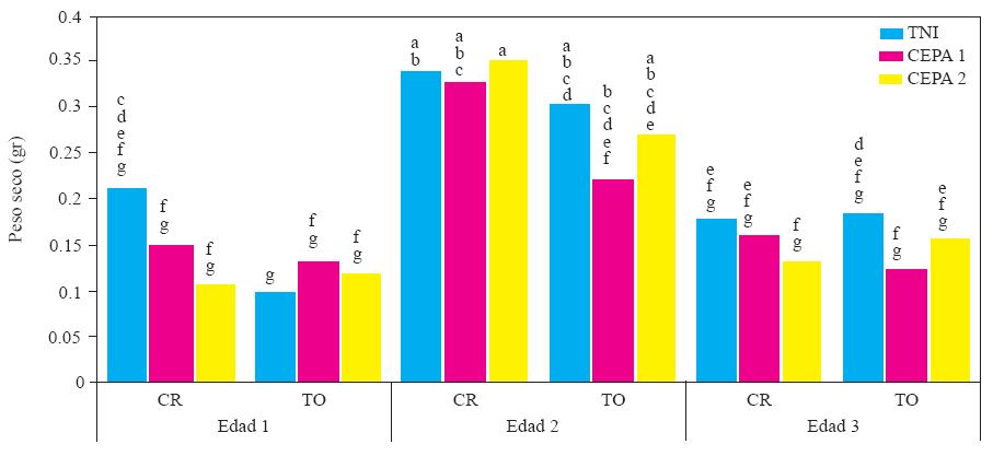 Experimento 1. Efecto de interacci&oacute;n Edad de la planta X Genotipo X Inoculaci&oacute;n con Phytophthora capsici sobre el peso seco de la parte a&eacute;rea de plantas de chile (Capsicum annuum L.) cultivadas en suelo no esterilizado de la Vega de Metztitl&aacute;n Hidalgo (VMH). Las cepas del oomiceto fueron aisladas de plantas de chile serrano de la VMH. La inoculaci&oacute;n de realiz&oacute; con 105 zoosporas por planta a los 45 d&iacute;as despu&eacute;s del trasplante. Promedios de 20 repeticiones. Las medias con la misma letra son estad&iacute;sticamente iguales (Tukey α = 0.5). Edad 1, 2 y 3 = trasplante a 45, 30 y 15 d&iacute;as despu&eacute;s de la siembra. CR = cv Camino Real (Harris Moran). TO = cv criollo de T&eacute;tela de Ocampo, Puebla. TNI = testigo no inoculado con P. capsici, suelo no esterilizado.