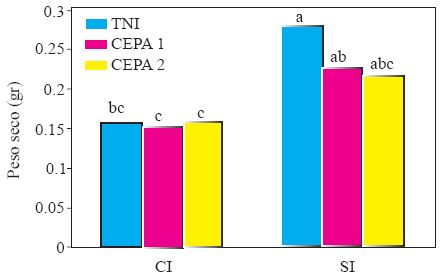 Experimento 1. Efecto de interacci&oacute;n de Inductor de Resistencia X Inoculaci&oacute;n con Phytophthora capsici sobre el peso seco de la parte a&eacute;rea de plantas de chile (Capsicum annuum L.) cultivadas en suelo no esterilizado de la Vega de Metztitl&aacute;n Hidalgo (VMH). Las cepas del oomiceto fueron aisladas de plantas de chile serrano de la VMH. La inoculaci&oacute;n de realiz&oacute; con 105 zoosporas por planta a los 45 d&iacute;as despu&eacute;s del trasplante. Promedios de 60 repeticiones. Las medias con la misma letra son estad&iacute;sticamente iguales (Tukey α = 0.5.TNI = testigo no inoculado con P. capsici, suelo no esterilizado. CI = con acibenzolar S-metil. SI = sin inductor de resistencia.