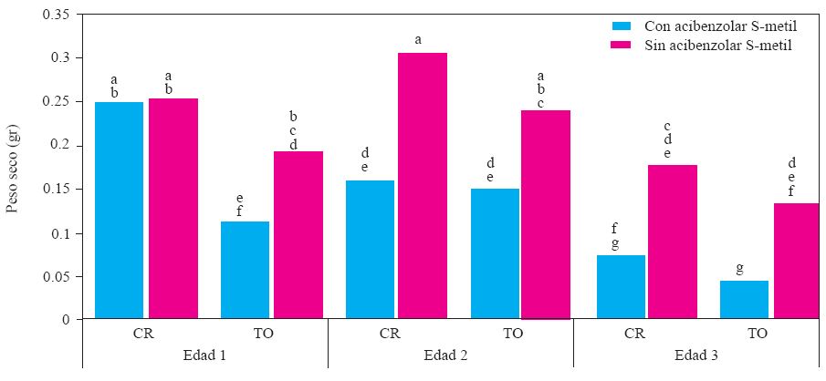 Experimento 2. Efecto de interacci&oacute;n Edad de la planta X Genotipo X Inductor de Resistencia sobre el peso seco de la parte a&eacute;rea de plantas de chile (Capsicum annuum L.) cultivadas en suelo no esterilizado de la Vega de Metztitl&aacute;n Hidalgo (VMH). Promedios de 30 repeticiones. Las medias con la misma letra son estad&iacute;sticamente iguales (Tukey α=0.5). Edad 1, 2 y 3 = trasplante a 45, 30 y 15 d&iacute;as despu&eacute;s de la siembra. CR = cv Camino Real (Harris Moran). TO=cv criollo de Tetela de Ocampo, Puebla. CI = con acibenzolar S-metil. SI = sin inductor de resistencia.