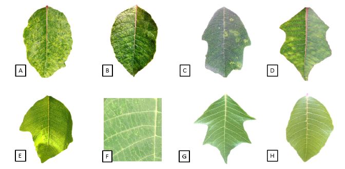 Hojas de plantas silvestres de nochebuena (Euphorbia pulcherrima) con s&iacute;ntomas de posible origen viral. Hojas de plantas mantenidas en el invernadero de la Universidad Aut&oacute;noma Chapingo. Mosaico (A y B), manchas anulares (C) y moteado (D). Hojas de plantas recolectadas en Jiutepec, Morelos. Deformaci&oacute;n (E) y puntos clor&oacute;ticos (F). Hojas asintom&aacute;ticas de plantas recolectadas en Tehuilotepec, Guerrero (G) y en Xilitla, San Luis Potos&iacute; (H).