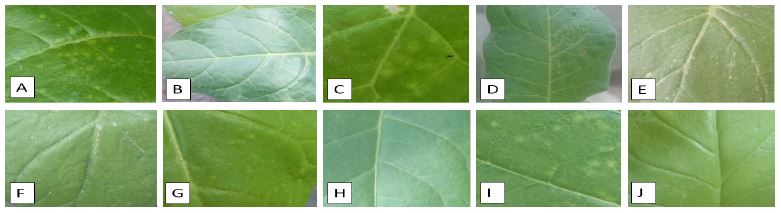 Hojas de N. rustica (A y B), N. occidentales (C y D), N. benthamiana (E y F), N. tabacum cv. Xanthi (G y H) y N. virginia (I y J) a los 34 d&iacute;as despu&eacute;s de haberse inoculado con el virus PnMV. En todas las plantas se desarrollaron moteados clor&oacute;ticos, a excepci&oacute;n de N. benthamiana en donde se presentaron peque&ntilde;os puntos necr&oacute;ticos. B, D, F, H y J corresponden a hojas de controles negativos.
