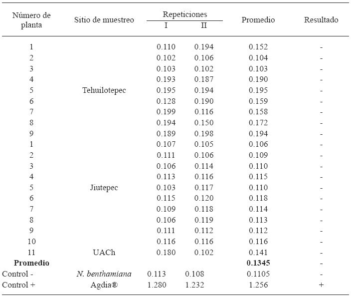 Absorbancia a 405 nm en la prueba DAS-ELISA de tejido radical de plantas silvestres de nochebuena (Euphorbia pulcherrima).