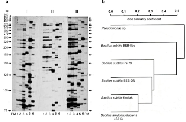 Huellas AFLP de las cepas de Bacillus utilizando el iniciador EcoRI marcado como 32-P E+AG con tres iniciadores MseI: MseI+AA (I), MseI+AC (II) y MseI+AT (III). (a) Dendrograma de diferentes cepas de Bacillus con base en el an&aacute;lisis de AFLP de las muestras con los iniciadores EcoRI+AG y dos MseI; (b) Los fragmentos de AFLP fueron analizados y los dendrogramas fueron generados como se describe en la secci&oacute;n de materiales y m&eacute;todos. Kodiak de B. subtilis (1), PY-79 de B. subtilis (2), LS213 de B. amyloliquefaciens (3), Pseudomonas sp. (4), BEB-8bs de B. subtilis (5), BEB-DN de B. subtilis (6). 