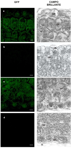 Localizaci&oacute;n de EuMV-YP en N. benthamiana. Plantas inoculadas con el virus silvestre + EuMV-YP GFP a los 15 ddi (A, C) y plantas sanas (B, D). Par&eacute;nquima en empalizada (A, B) y esponjoso (C, D). Barras: 5 &micro;m 