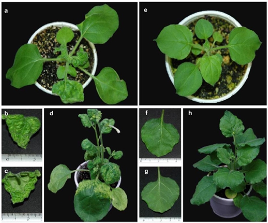 S&iacute;ntomas severos producidos por EuMV-YP. EuMV-YP (A-D) y plantas sanas (E-H), a los 15 (A-C, E-G) y 28 ddi (D y H). Vistas dorsal (B y F) y ventral (C y G). 