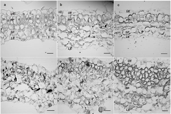 Cambios anat&oacute;micos inducidos por EuMV-YP. Plantas sanas (A) o con s&iacute;ntomas severos (B-F). Cambios de morfolog&iacute;a celular en par&eacute;nquima esponjoso (SP) y en empalizada (PP) (B-C). Epidermis superior (UE) e inferior (LE). Aumento de 680x. Barras: 20 μm. 