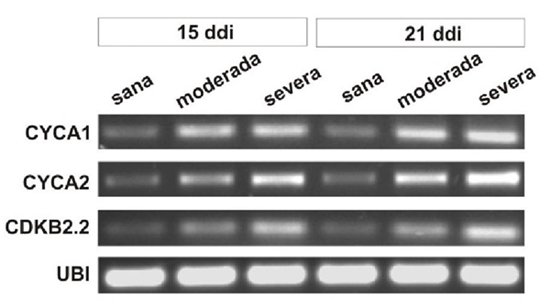 EuMV-YP induce la expresi&oacute;n de genes relacionados con la mitosis. RT-PCR de genes cycA1, cycA2, cdkB2.2 a los 15 y 21 ddi en plantas sanas, con s&iacute;ntomas moderados y severos. El gen ubi3 permanece sin cambio.