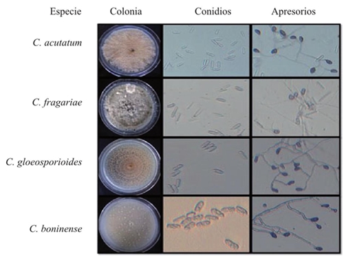 Caracter&iacute;sticas macrosc&oacute;picas y algunas microsc&oacute;picas de las especies de Colletotrichum spp., obtenidos de frutos de pimienta gorda en el norte de Veracruz. 