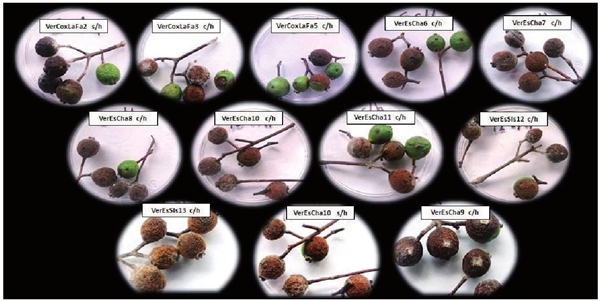 Aislados de Colletotrichum spp. que causan el mayor grado de severidad en frutos de pimienta gorda. 