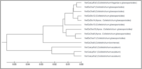 &Aacute;rbol filogen&eacute;tico de los 13 aislados de Colletotrichum spp. obtenidos de frutos de pimienta gorda en el norte de Veracruz. 