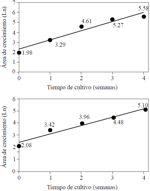 Correlación entre el Ln del área de la colonia de M. fijiensis del tratamiento sin extractos de ajo y/o clavo (Tratamiento 1, arriba) y del tratamiento con 150 µg extracto de ajo·ml-1 y 36 µg extracto de clavo·ml-1 (Tratamiento 8; abajo) y el tiempo de cultivo (semanas).
