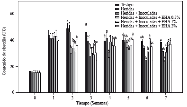 Contenido de clorofila en plantas de tomate inoculadas y no-inoculadas con Forl, y tratadas con diferentes concentraciones de extracto de ajo. Los valores son la media de tres repeticiones de 10 plantas cada una. Las barras verticales representan la desviación estándar (n=3). Letras diferentes significa diferencia significativa entre tratamientos de acuerdo con Tukey-Kramer para p≤0.05. El experimento se repitió dos veces.