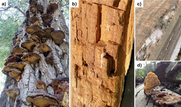 Da&ntilde;o provocado por hongos xil&oacute;fagos en &aacute;rbol en pie Ganoderma applanatum (a), en la construcci&oacute;n Antrodia vaillantii (b), madera aserrada Ceratocystis sp. (c) y madera derribada Pleurotus ostreatus (d).