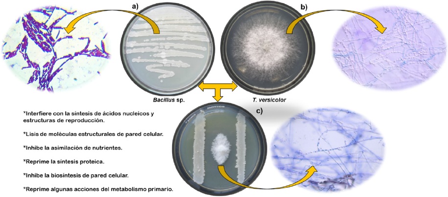 Modelo de inhibici&oacute;n de Trametes versicolor por la secreci&oacute;n de metabolitos de Bacillus sp. (a) el crecimiento del aislado bacteriano de Bacillus sp, (b) ejemplo del desarrollo del hongo fitopat&oacute;geno T. versicolor y (c) grado de inhibici&oacute;n de los metabolitos bacterianos sobre el crecimiento del fitopat&oacute;geno al estar en desarrollo simult&aacute;neo bajo condiciones in vitro a siete d&iacute;as de tiempo.