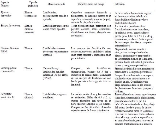 Principales hongos causantes pudrici&oacute;n blanca y parda en madera (Guill&eacute;n et al., 2005; Schwarze, 2007; Singh y Singh, 2014).