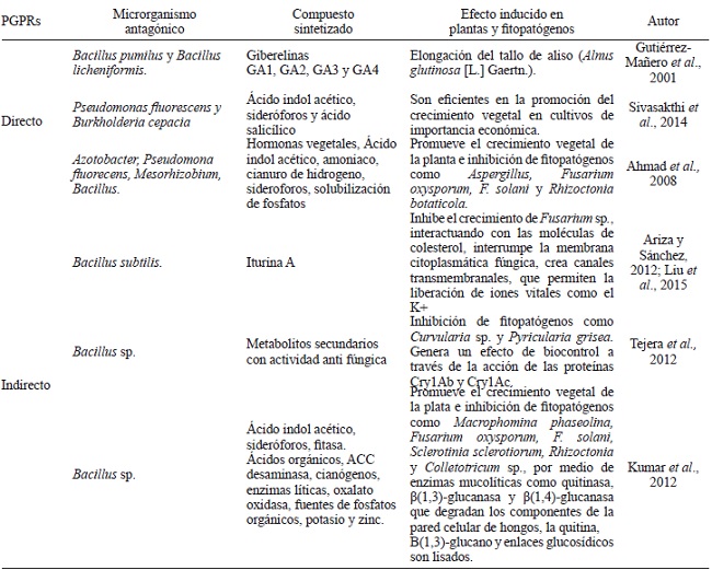 Clasificaci&oacute;n de las PGPRs de acuerdo con el antagonismo con fitopat&oacute;genos.