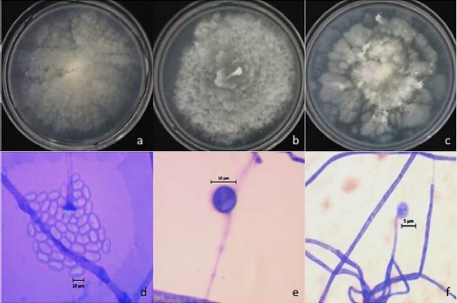 Morfolog&iacute;a de Mortierella spp., a-c) caracter&iacute;sticas macrosc&oacute;picas de M. alpina, M. alpina y Mortierella sp. sembradas en un medio de cultivo PDA; d-f) caracteres microsc&oacute;picos, d) esporangiosporas hialinas y ovaladas, e) clamidospora intercalar, f) esporangios terminales.