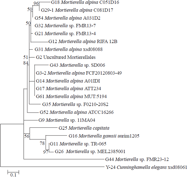 &Aacute;rbol de m&aacute;xima verosimilitud de aislados de Mortierella obtenidos en la rizosfera de &aacute;rboles de manzana enfermos en Chihuahua, M&eacute;xico, con base en los resultados de BLAST utilizando las secuencias de la regi&oacute;n ITS4 e ITS5 de cada aislado. La barra de escala representa las sustituciones de un nucle&oacute;tido y los puntos de la rama num&eacute;rica indican valores de soporte como porcentaje con base en 1,000 repeticiones de bootstrap (se muestran &uacute;nicamente los valores > 50%).