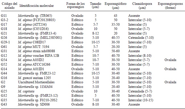 Principales caracteres microsc&oacute;picos de aislados de Mortierella asociados con la rizosfera de manzanos enfermos en el estado de Chihuahua, M&eacute;xico.