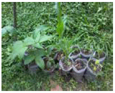 Crecimiento de las plantas con el abono obtenido.