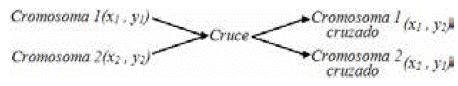 Cruce entre cromosomas. Construcci&oacute;n propia