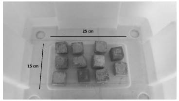 Curado de grupo experimental y control en el laboratorio de la empresa de Concretos y Morteros.