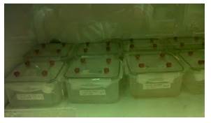 Cajas herm&eacute;ticas que contienen las sales y las muestras de carb&oacute;n. Se usaron 5 de estas