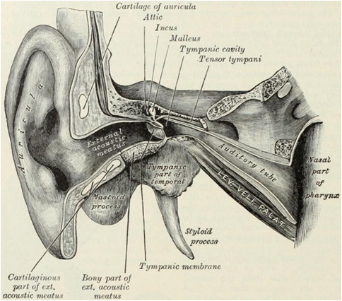 Estructura del oído medio humano (Warren
& Gray, 1918; en [1]).