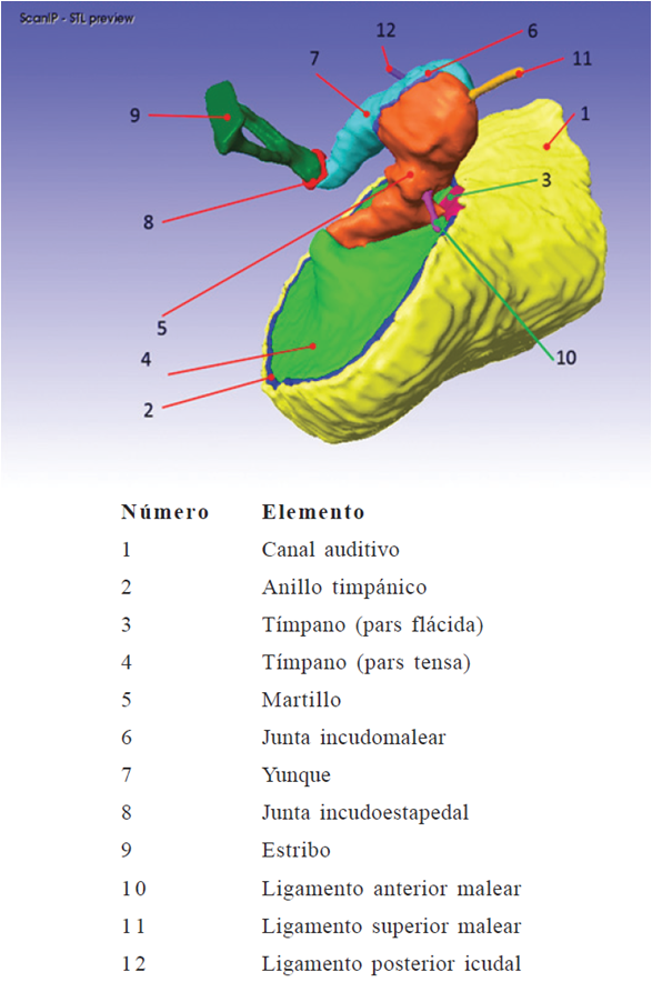 Modelo definitivo
del oído medio en ScanIP.