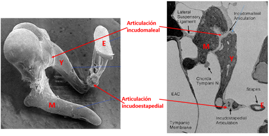 Vista microscópica
de los huesos del oído medio [11].